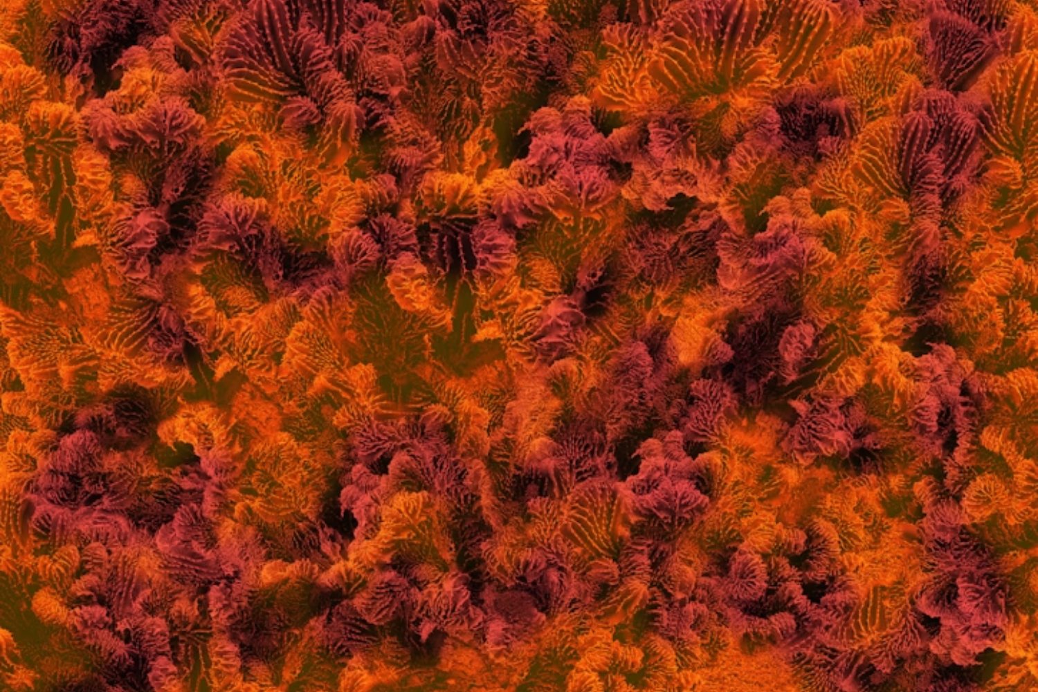 Un coral desafía al calor del Mediterráneo. Científicos revelan el mecanismo genético que le permite sobrevivir cuando otros mueren