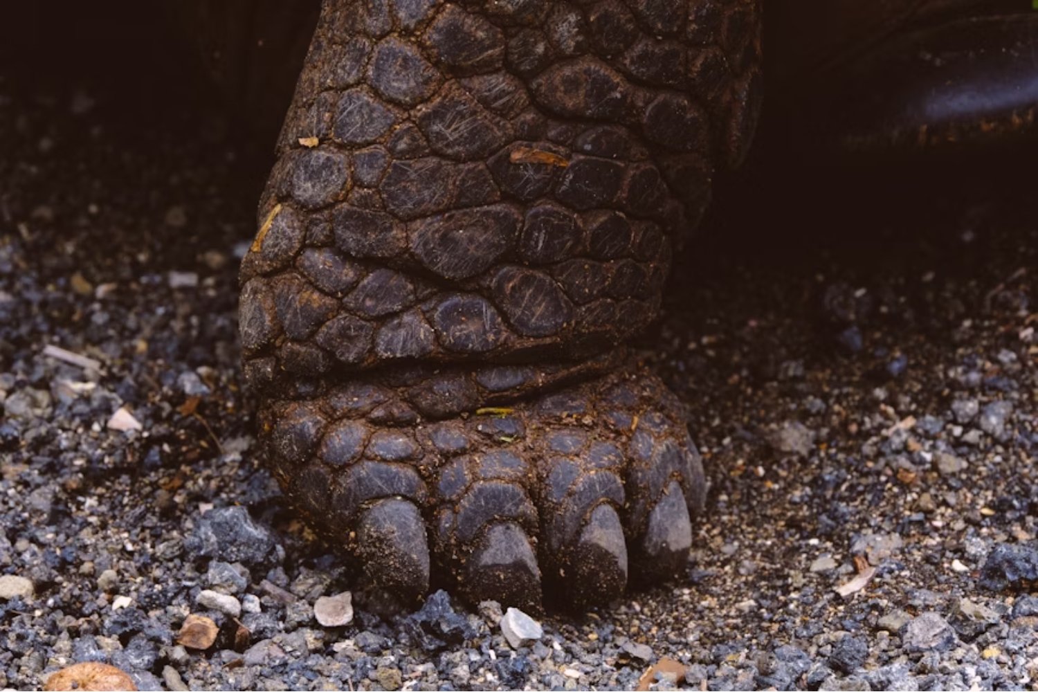 Científicos descubren las “momias” mejor conservadas del mundo: los Edmontosaurus que revelan cómo era realmente un dinosaurio