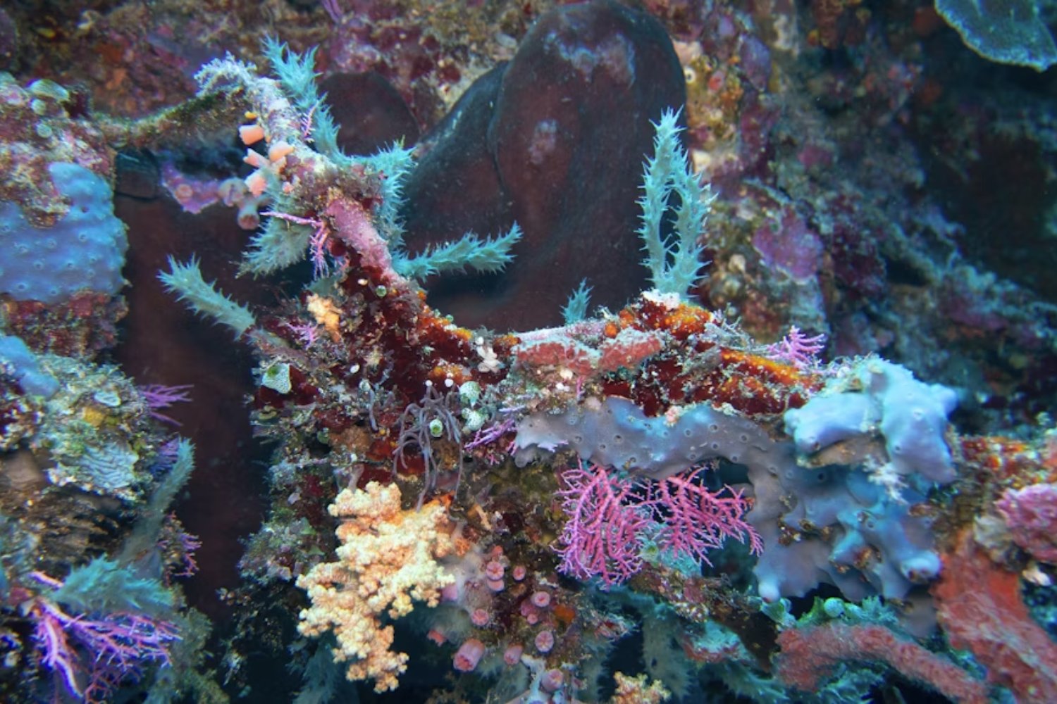 Un coral desafía al calor del Mediterráneo. Científicos revelan el mecanismo genético que le permite sobrevivir cuando otros mueren