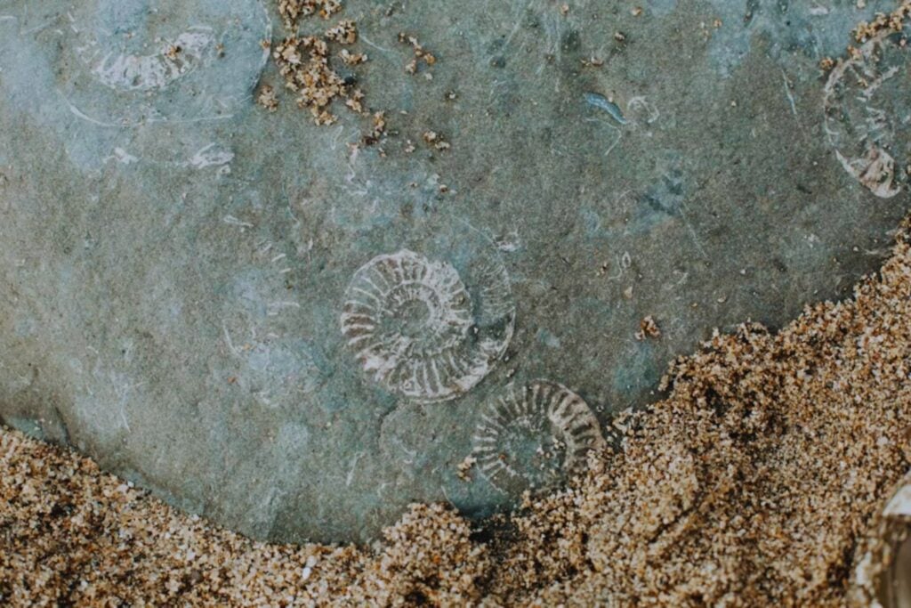 Por qué los ammonites siguen revelando secretos millones de años después de su extinción