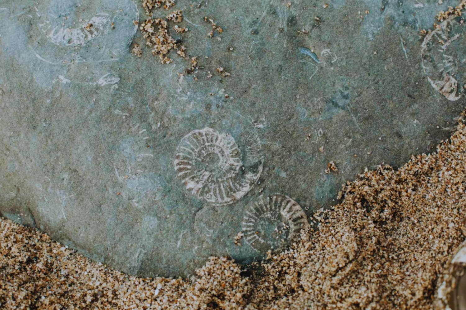 Por qué los ammonites siguen revelando secretos millones de años después de su extinción