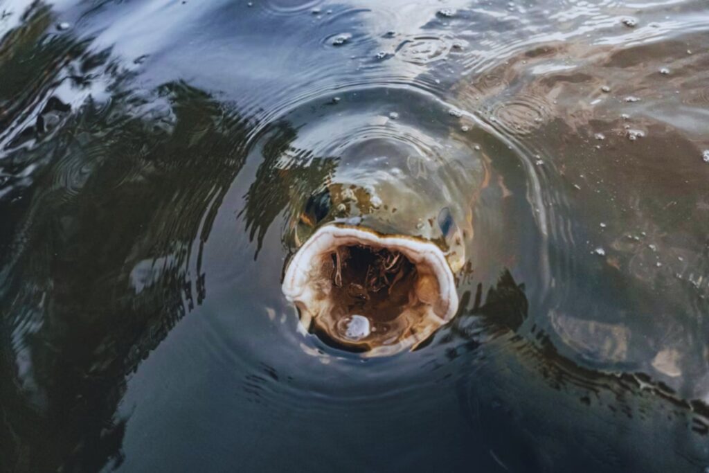 El lujo que no paga. El pez amazónico que alimenta a Givenchy y Armani deja a sus pescadores con ingresos mínimos