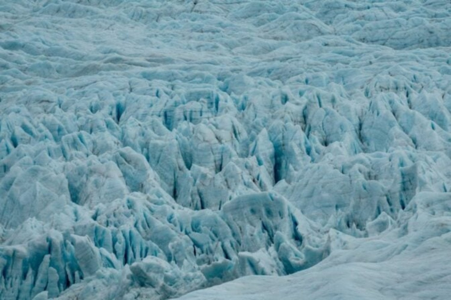 El ámbar que cambió la historia del hielo. Descubren que la Antártida fue un bosque templado hace 90 millones de años