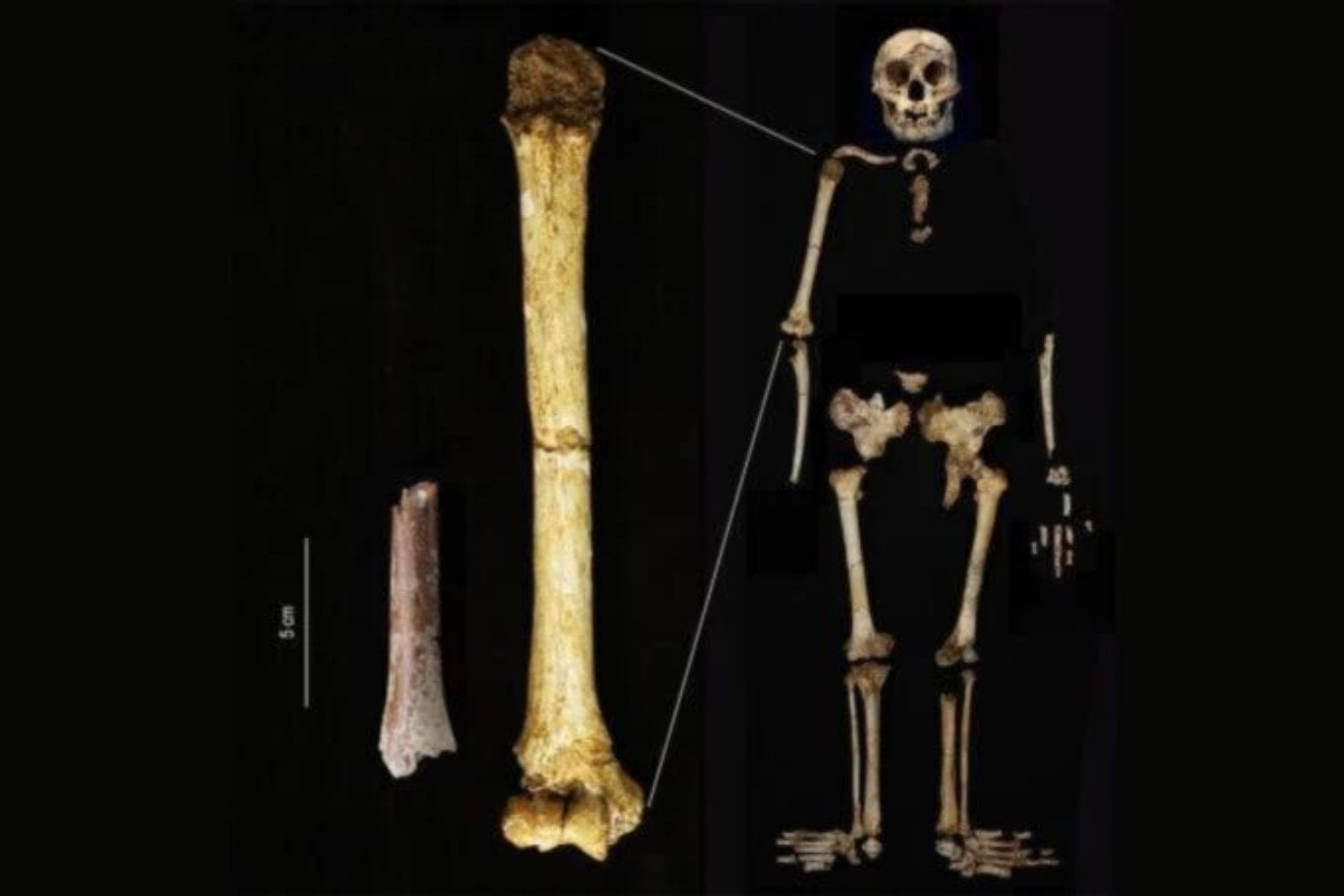 Un linaje diminuto y olvidado. Los “hobbits” humanos que cambiaron la historia de la evolución