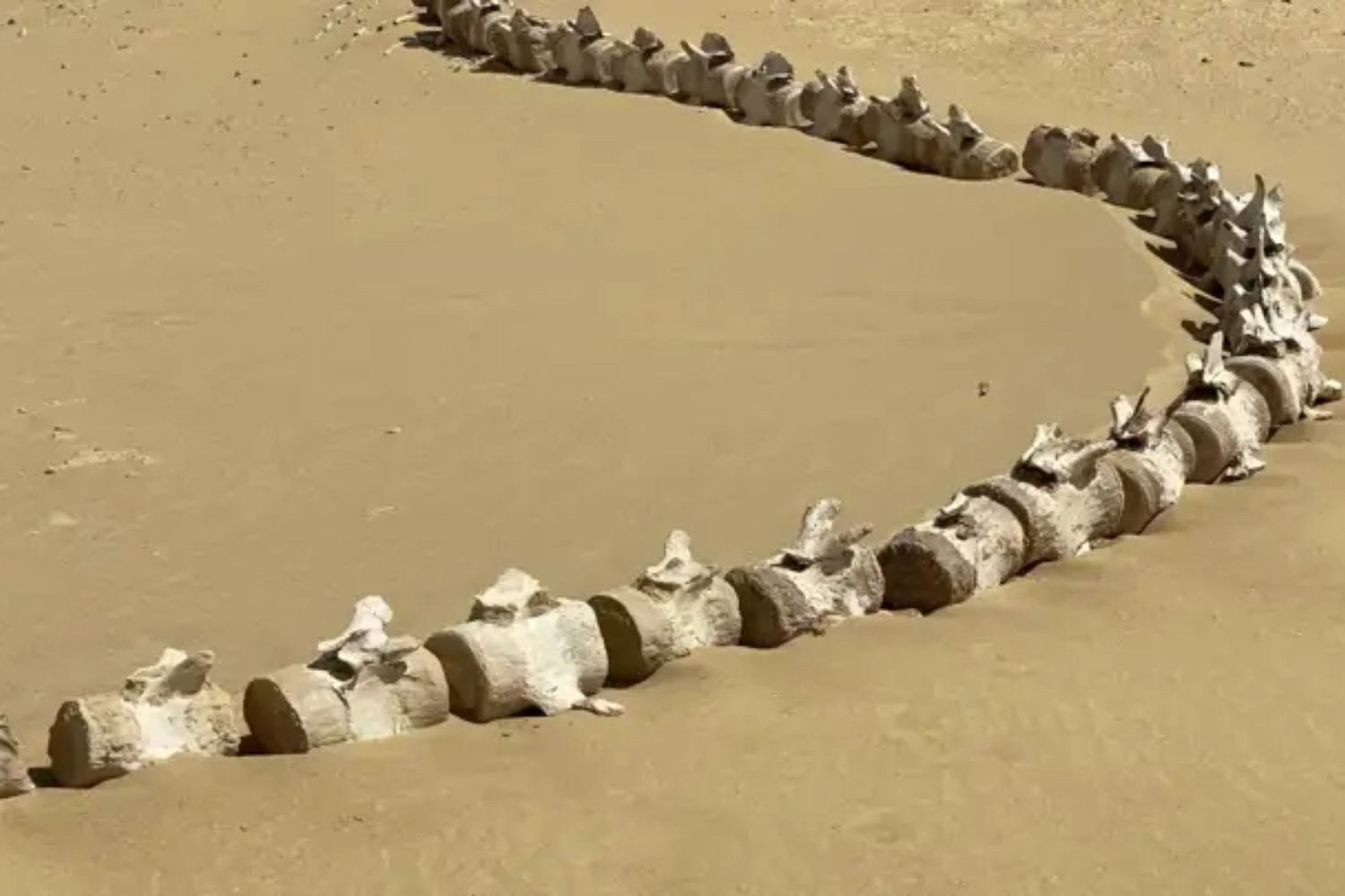 Donde el desierto fue mar. El valle egipcio que guarda cientos de ballenas prehistóricas atrapadas en el tiempo