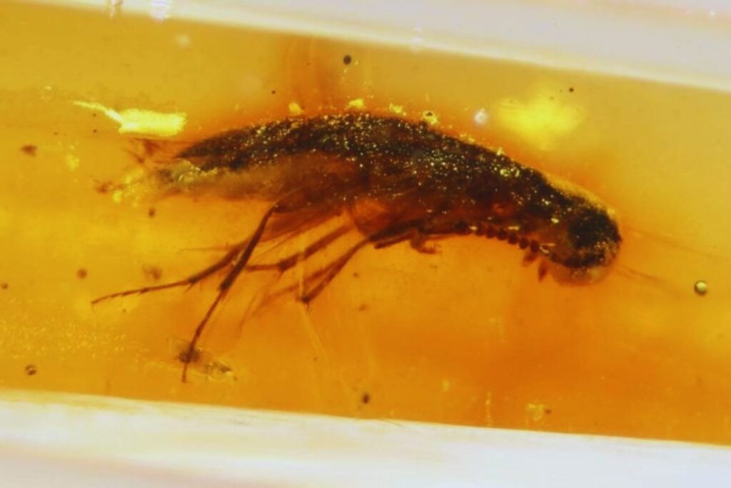 Un bosque perdido bajo Ecuador llevaba 112 millones de años congelado en resina. Ahora revela cómo era la vida en Gondwana