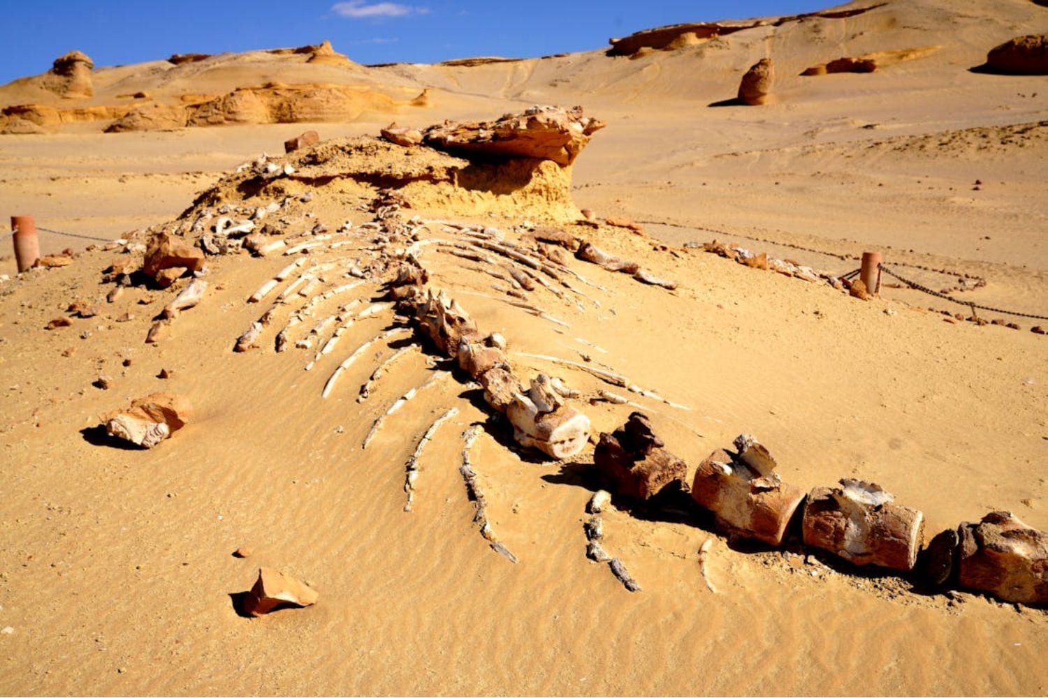 Donde el desierto fue mar. El valle egipcio que guarda cientos de ballenas prehistóricas atrapadas en el tiempo