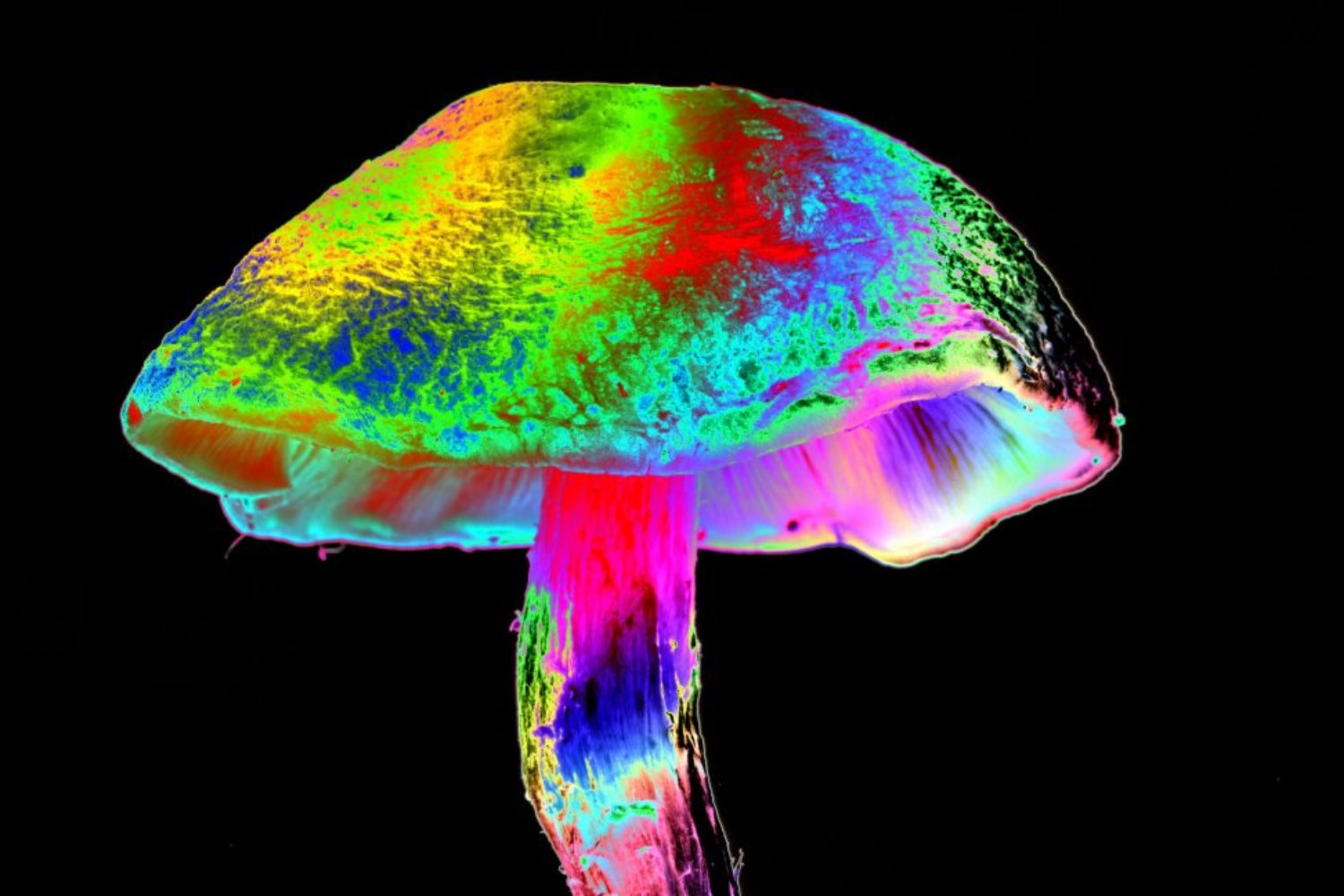Cómo distintos hongos aprendieron el mismo truco psicodélico. La evolución repitió la fórmula mágica dos veces
