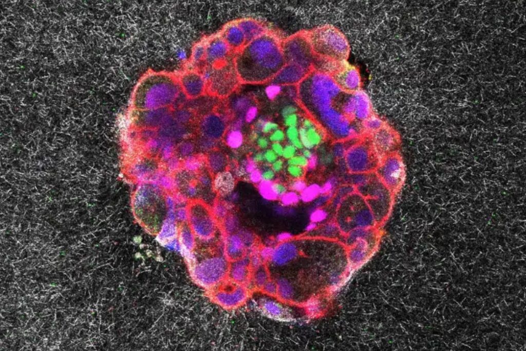 El secreto mecánico del inicio de la vida: el embrión humano empuja, tira y se abre paso hasta implantarse