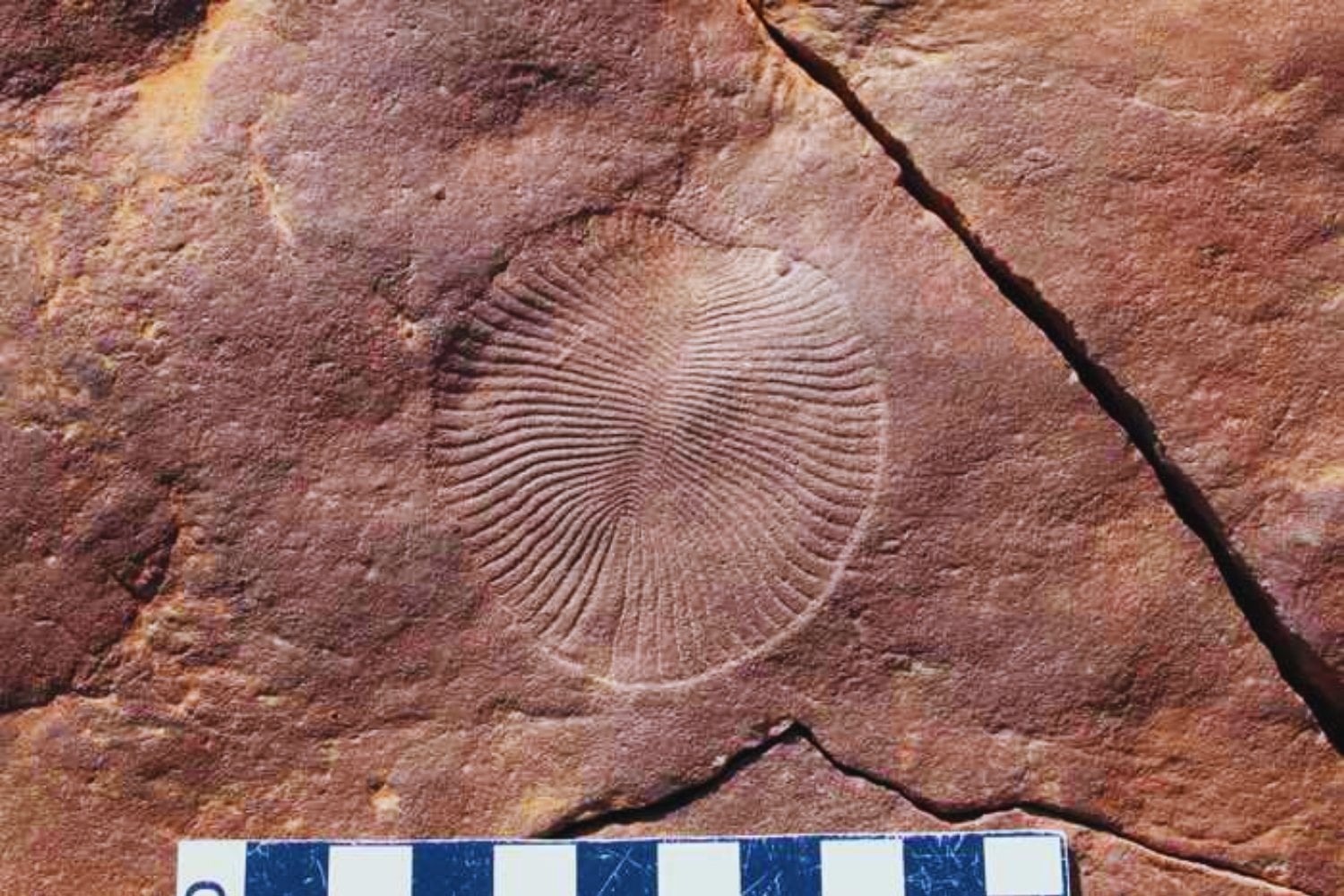 Cuesta ver a una esponja y pensar que la vida en la Tierra comenzó gracias a ellas. Pero todo apunta a que así fue