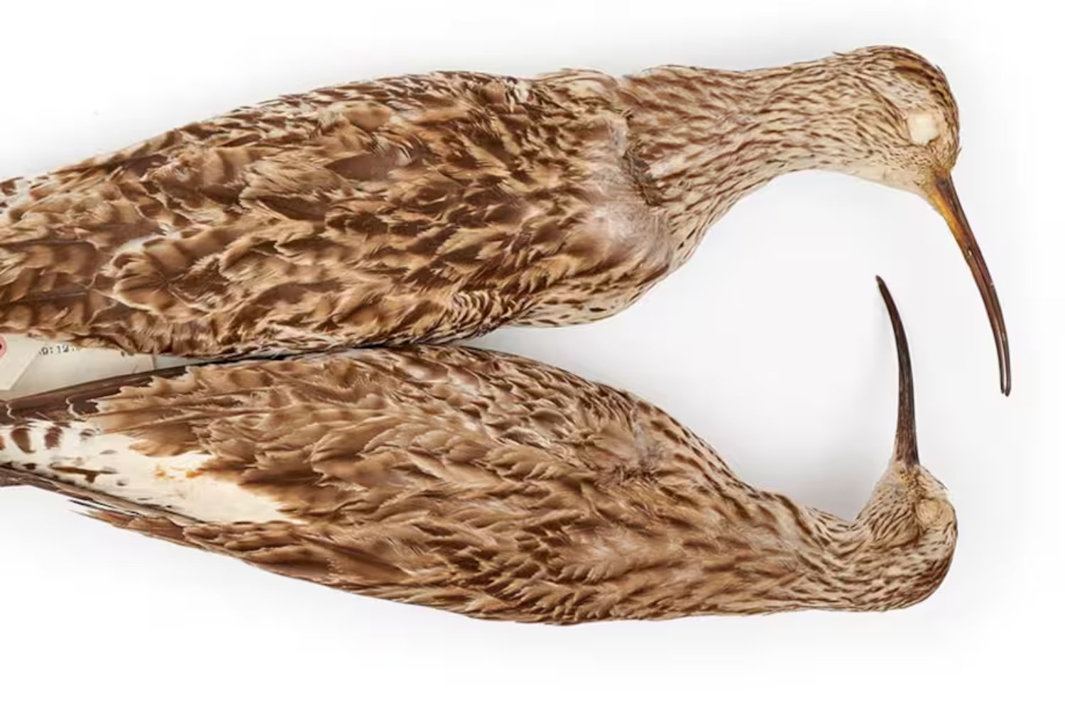 Una sombra menos en los cielos: el zarapito fino ha sido declarado oficialmente extinto. Y su desaparición revela un patrón inquietante