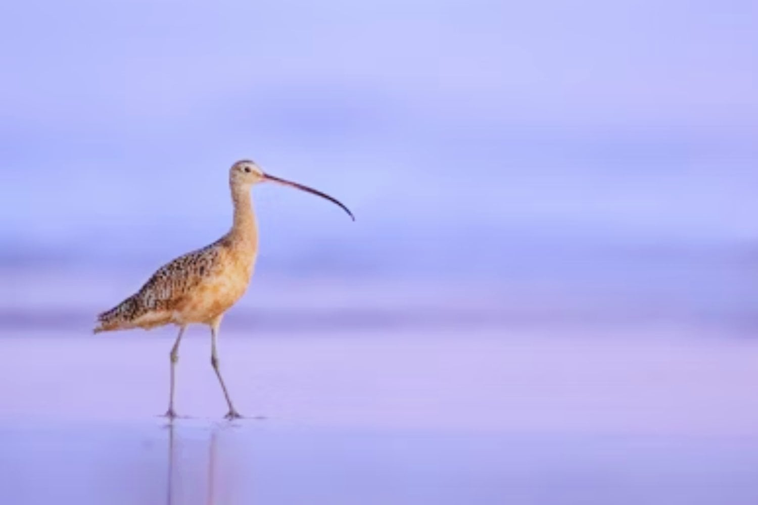 Una sombra menos en los cielos: el zarapito fino ha sido declarado oficialmente extinto. Y su desaparición revela un patrón inquietante