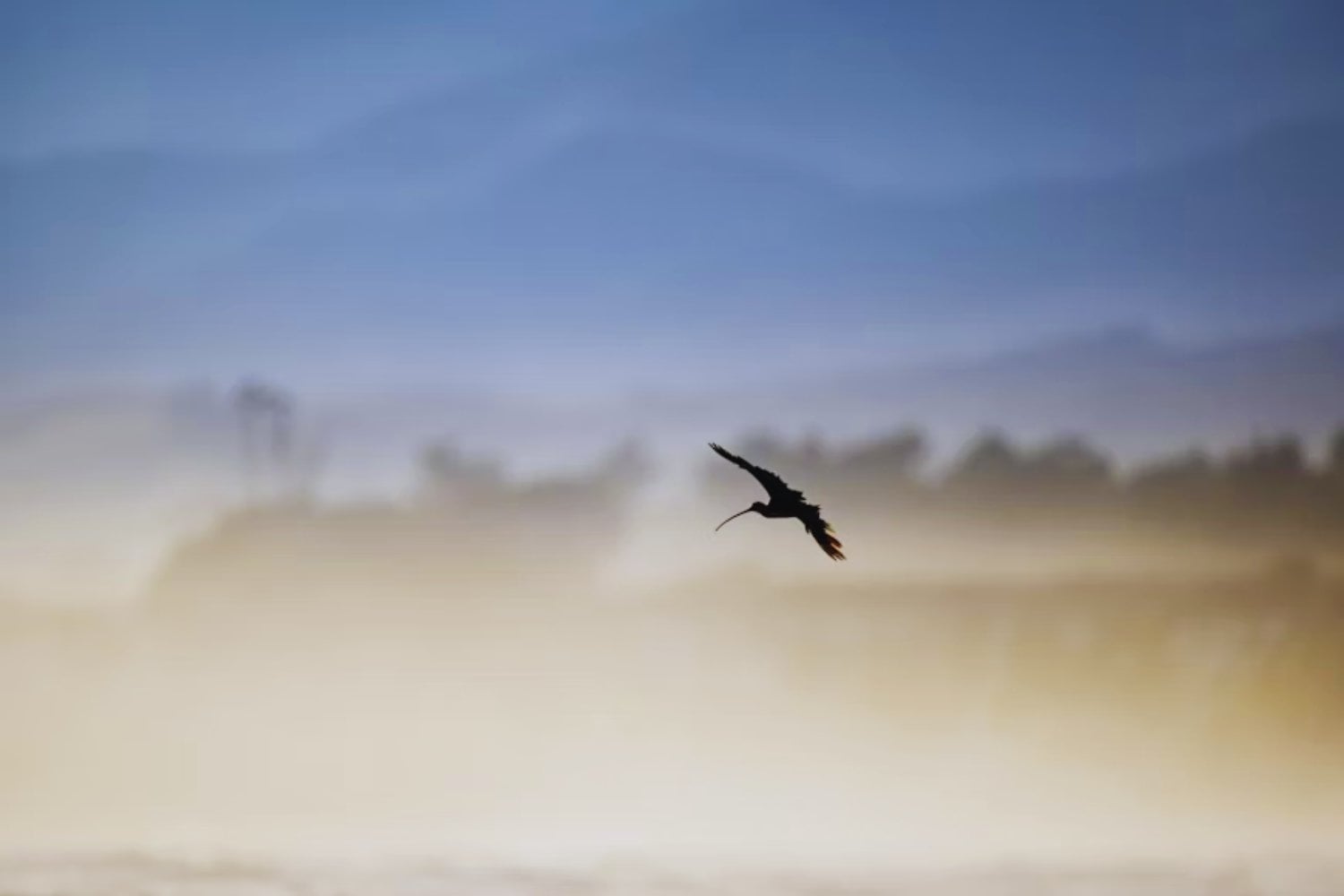 Una sombra menos en los cielos: el zarapito fino ha sido declarado oficialmente extinto. Y su desaparición revela un patrón inquietante