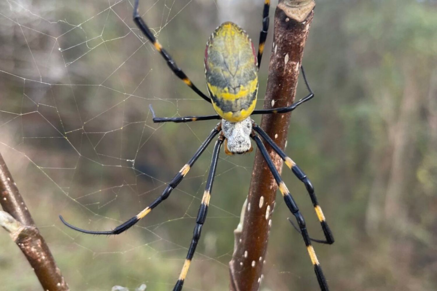 Diseño Sin Título (95)