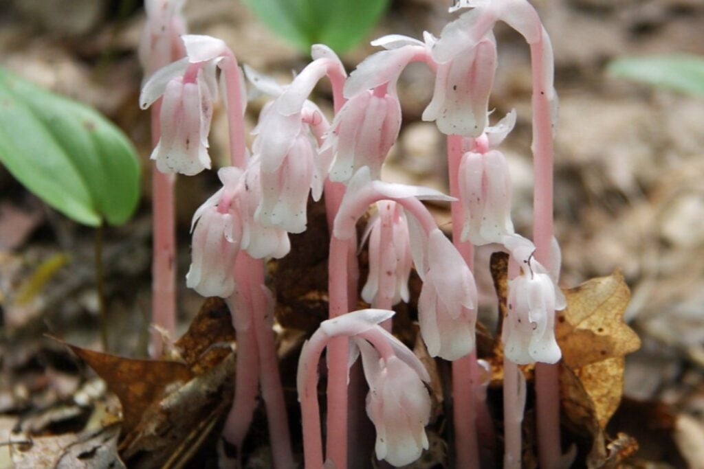 Flores fantasma y orquídeas sin luz: las especies japonesas que sobreviven gracias a hongos subterráneos