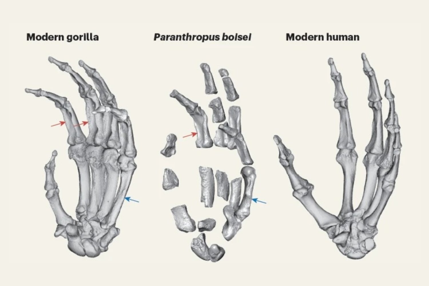 Las manos que cambiaron la historia: el enigma del homínido que también pudo fabricar herramientas