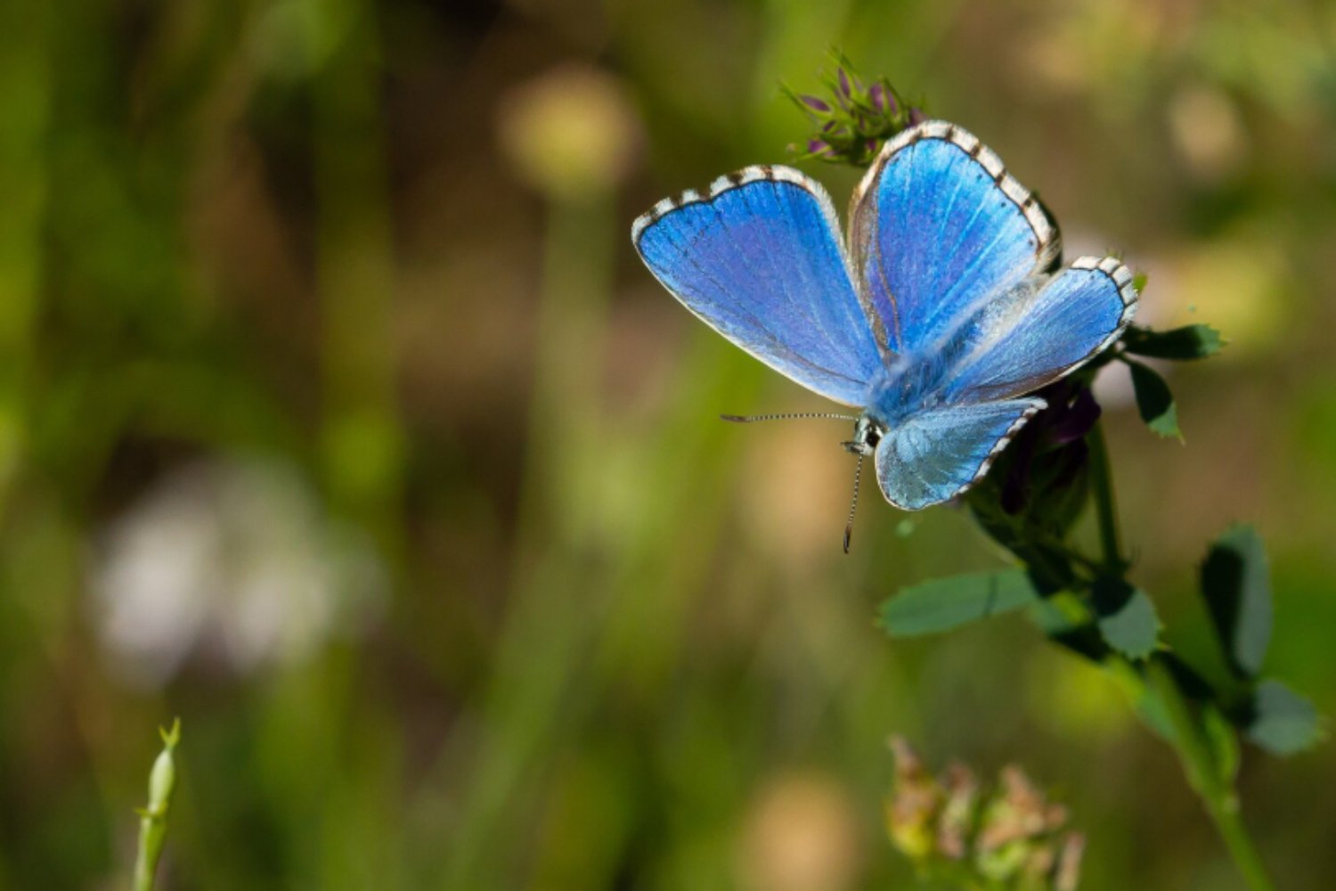 El misterio genético detrás de la apariencia de las mariposas y sus espectaculares colores