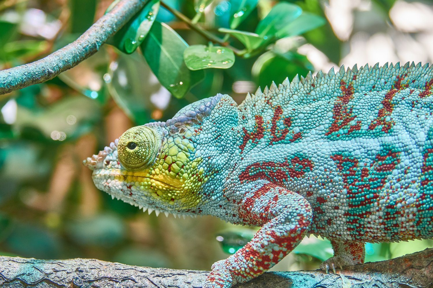 Los secretos del camuflaje y el color: un experimento global desafía las reglas de la evolución
