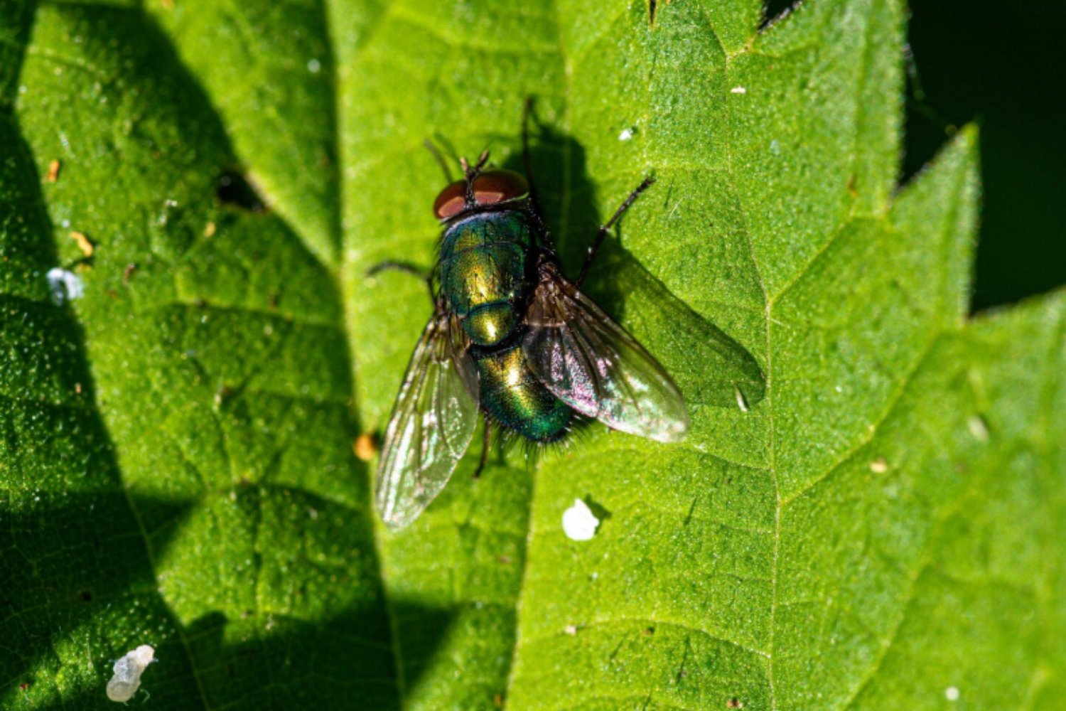 Las moscas que enseñan a pensar: el experimento que revela cómo evoluciona la personalidad
