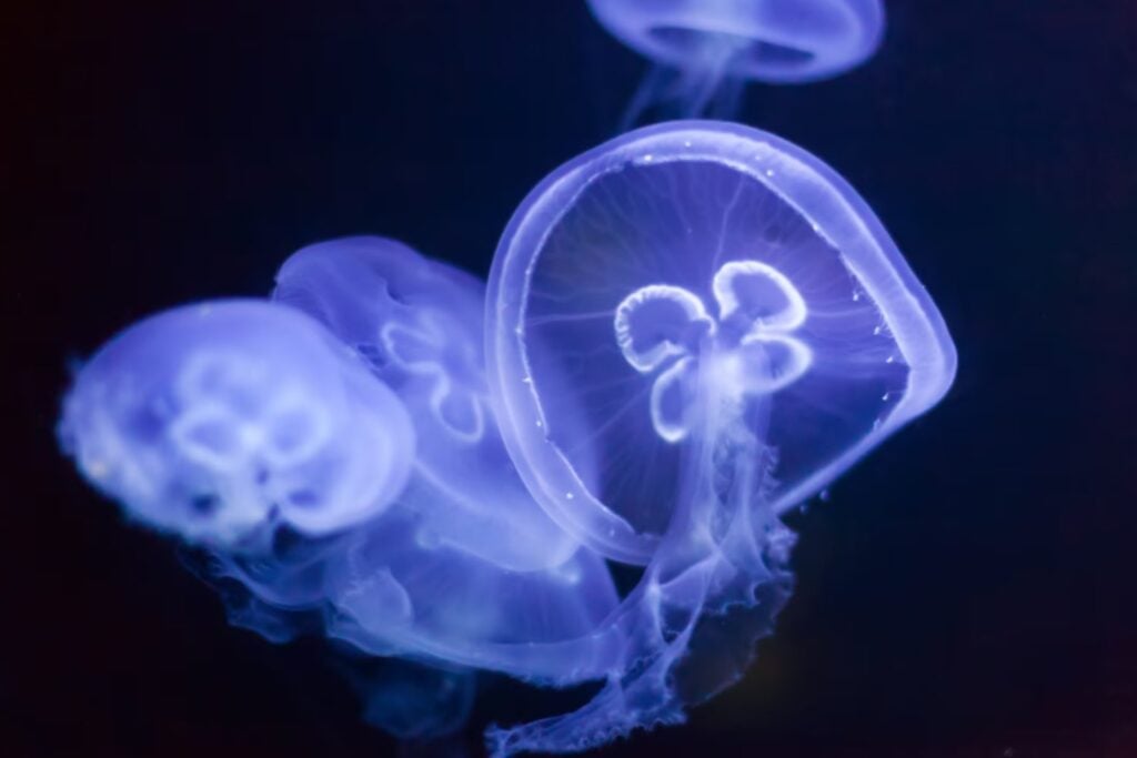 El arma secreta del océano: cómo las medusas cazan, paralizan y dominan mares enteros