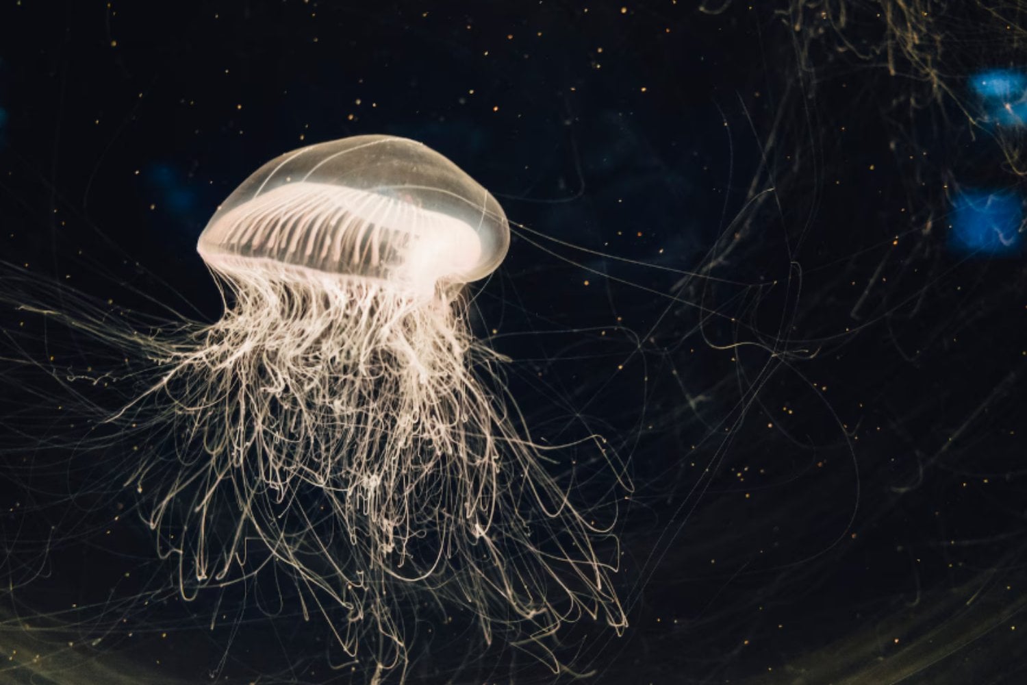 El arma secreta del océano: cómo las medusas cazan, paralizan y dominan mares enteros