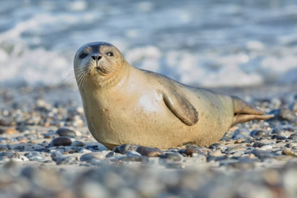 Focas comunes: maestras del rastreo bajo el agua