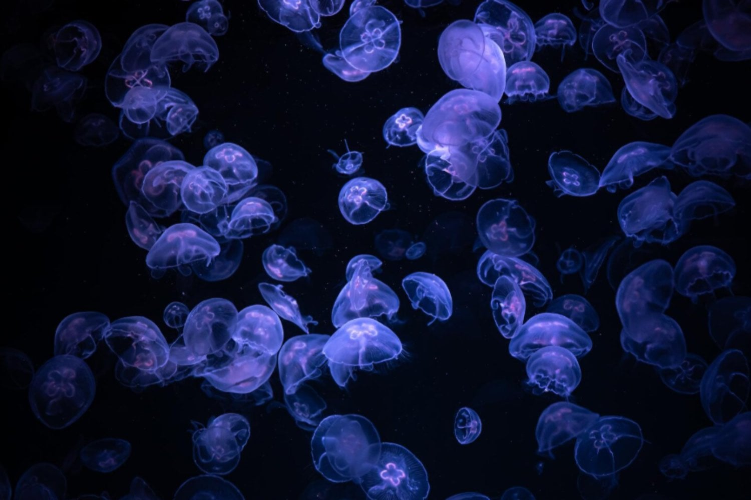 El arma secreta del océano: cómo las medusas cazan, paralizan y dominan mares enteros