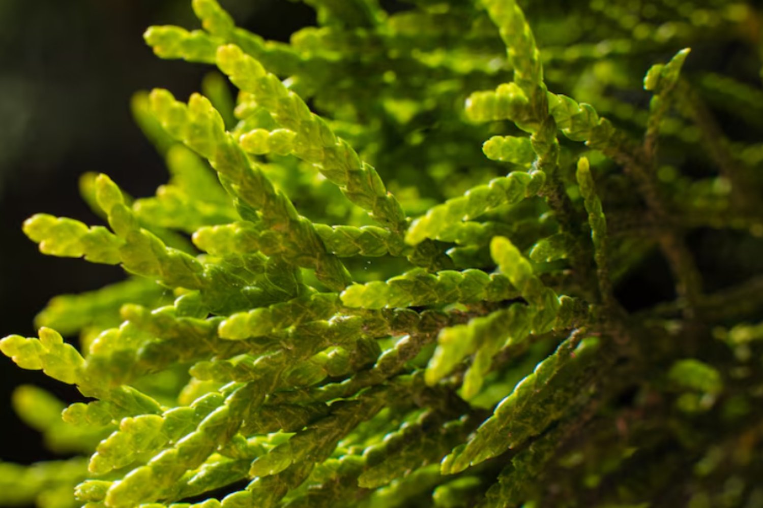 El “truco cuántico” de las algas que las protege del sol y fascina a los físicos