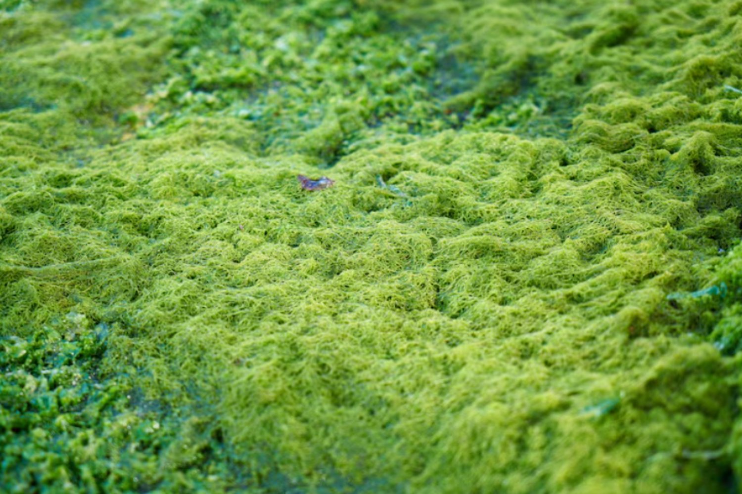 El “truco cuántico” de las algas que las protege del sol y fascina a los físicos