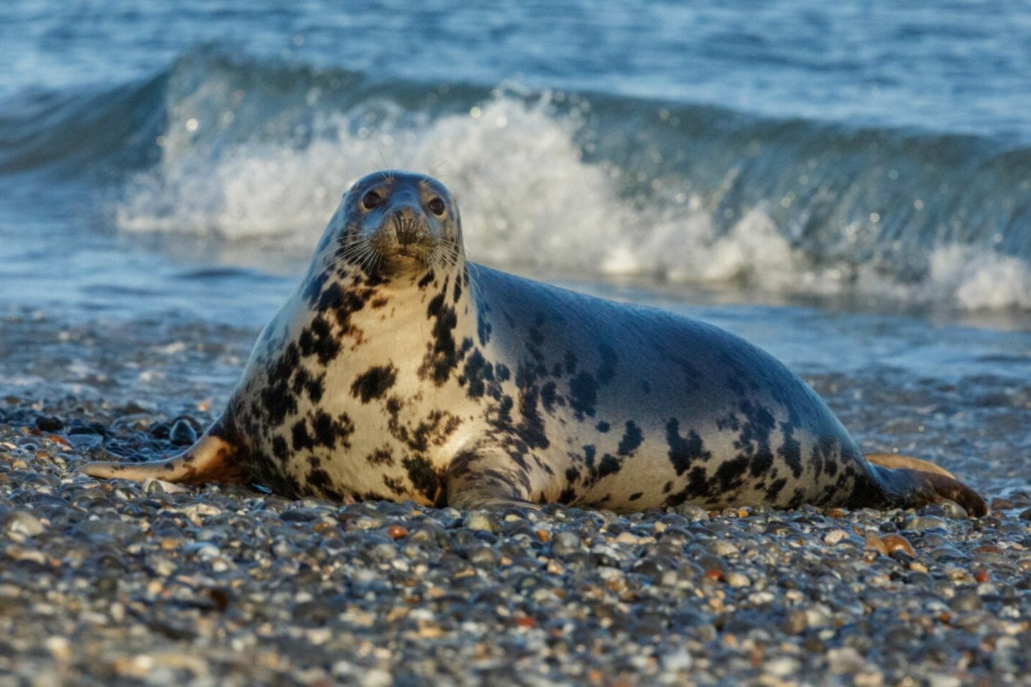 Focas comunes: maestras del rastreo bajo el agua