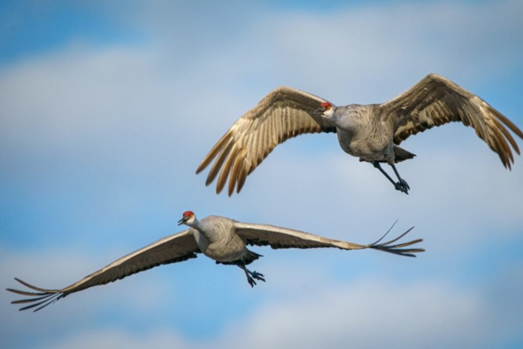 La ciencia detrás del vuelo más largo del mundo: 11 días en el aire