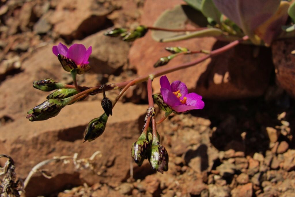 El secreto oculto de la flor del desierto: cómo la “pata de guanaco” podría salvar los cultivos del futuro