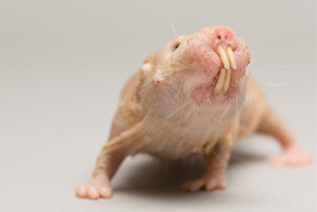 El secreto de la rata topo desnuda: el pequeño mamífero que vive más de 40 años sin enfermarse