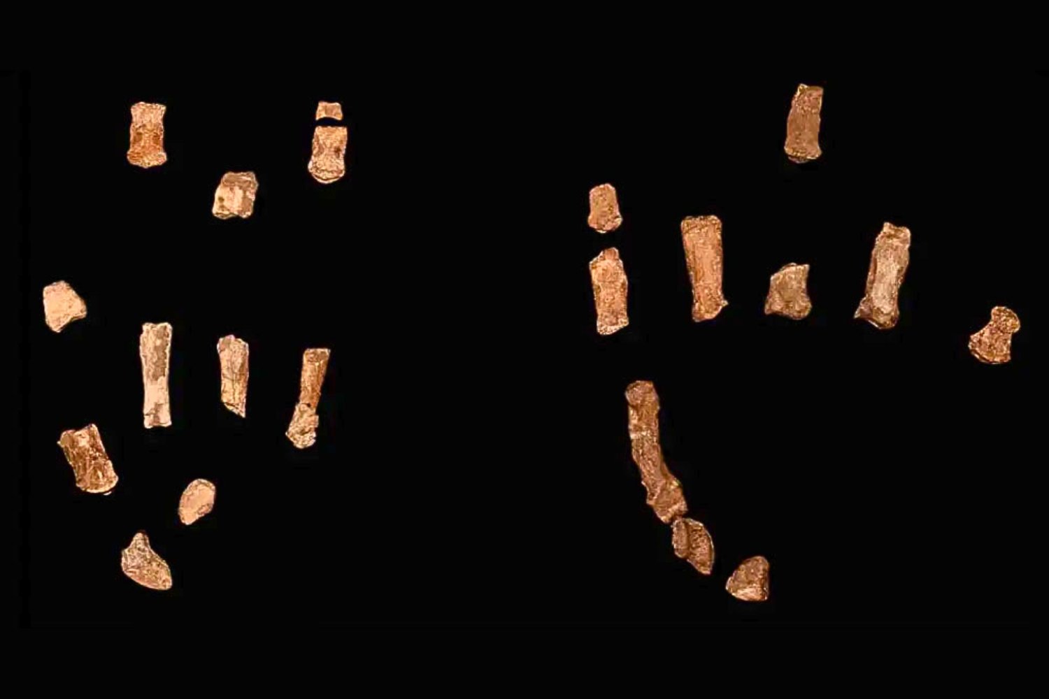 Las manos que cambiaron la historia: el enigma del homínido que también pudo fabricar herramientas