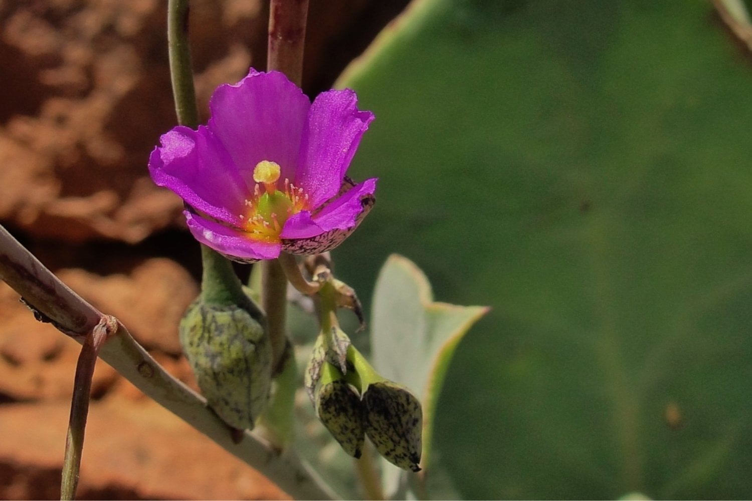 El secreto oculto de la flor del desierto: cómo la “pata de guanaco” podría salvar los cultivos del futuro