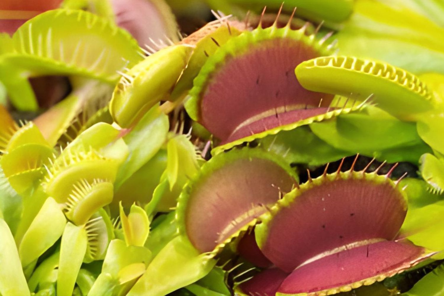 El secreto de la Venus atrapamoscas: cómo detecta a sus presas con un simple roce