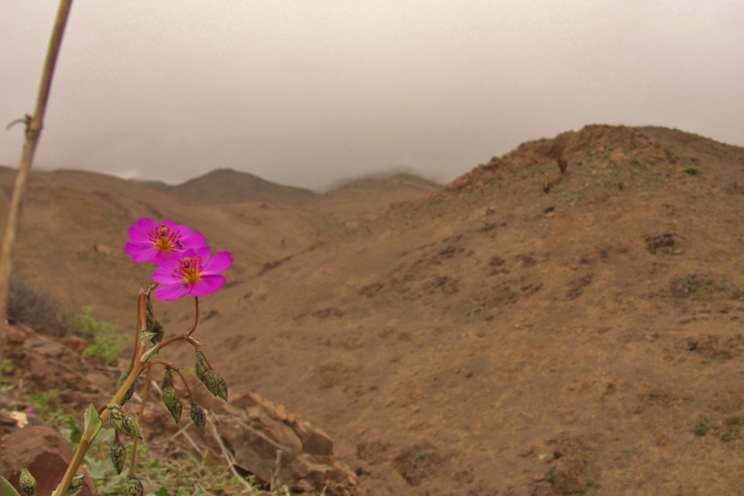 El secreto oculto de la flor del desierto: cómo la “pata de guanaco” podría salvar los cultivos del futuro