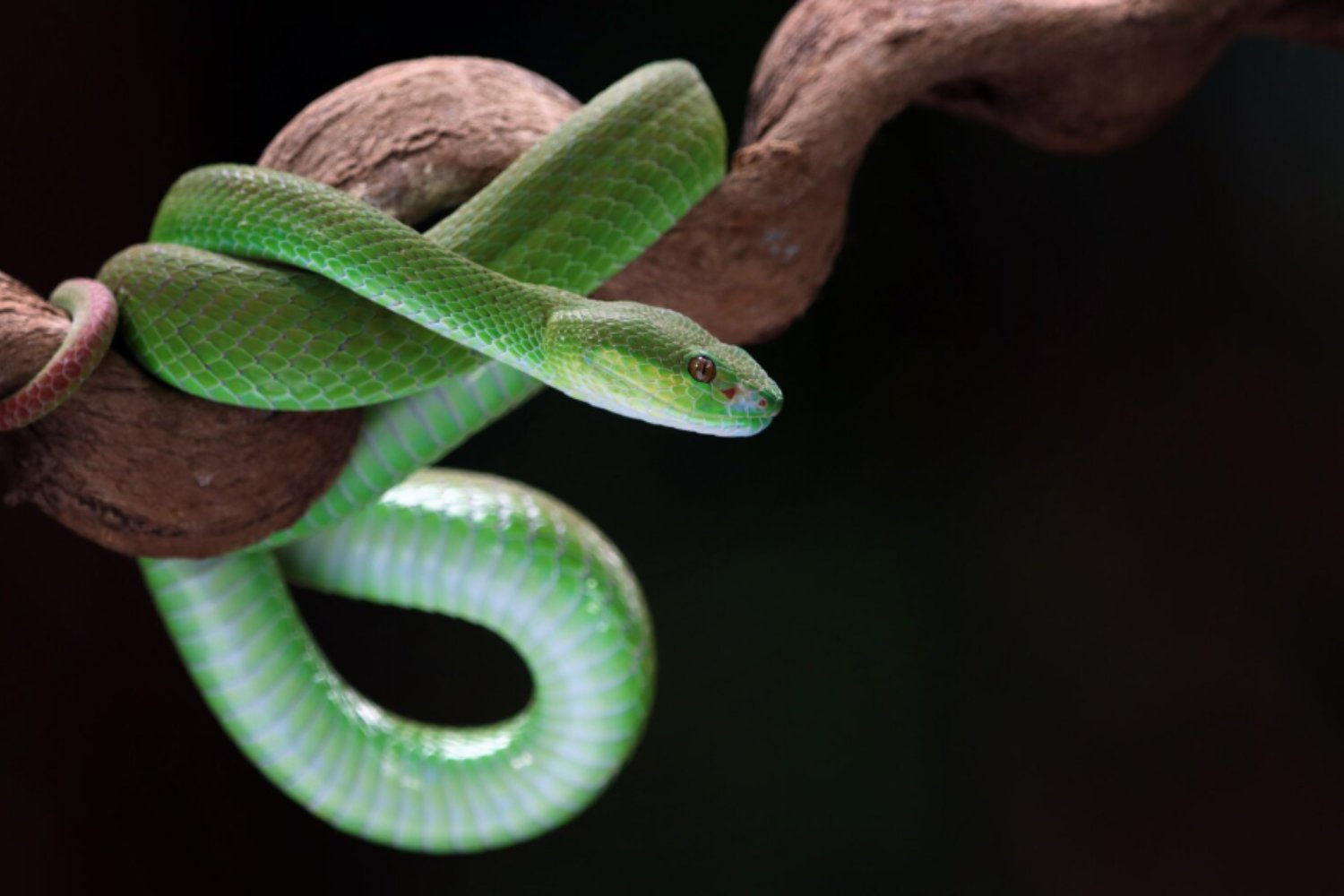 Por qué los reptiles “orinan” cristales: el extraño proceso que podría ayudar a tratar enfermedades humanas