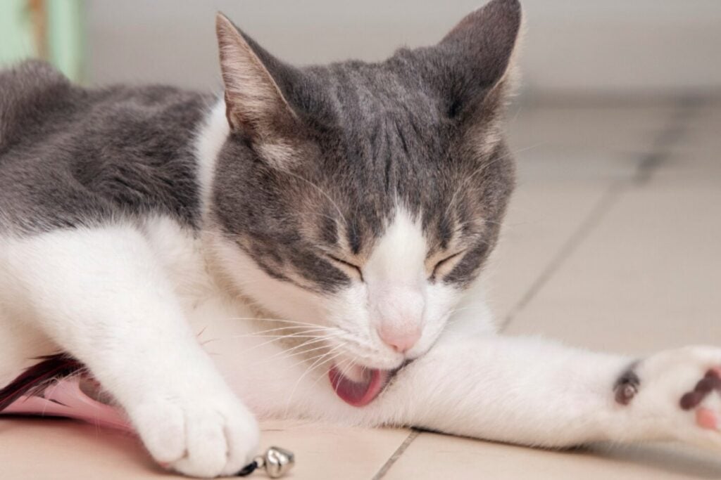 Cómo saber si tu gato tiene pulgas: 9 señales claras