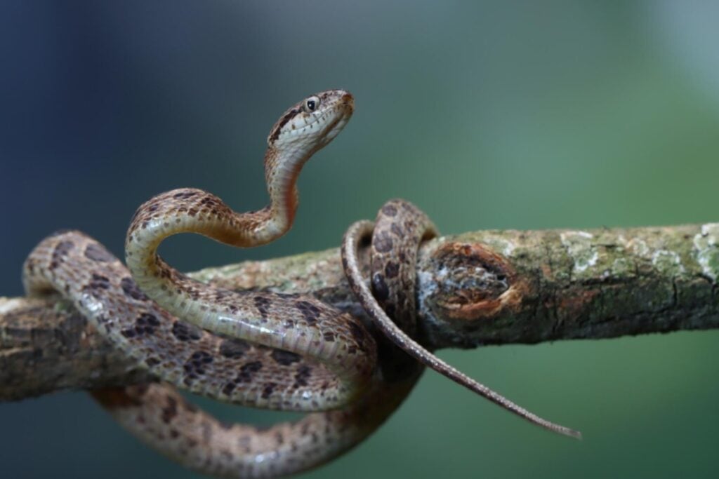 El asombroso secreto de las serpientes que podría curar la gota