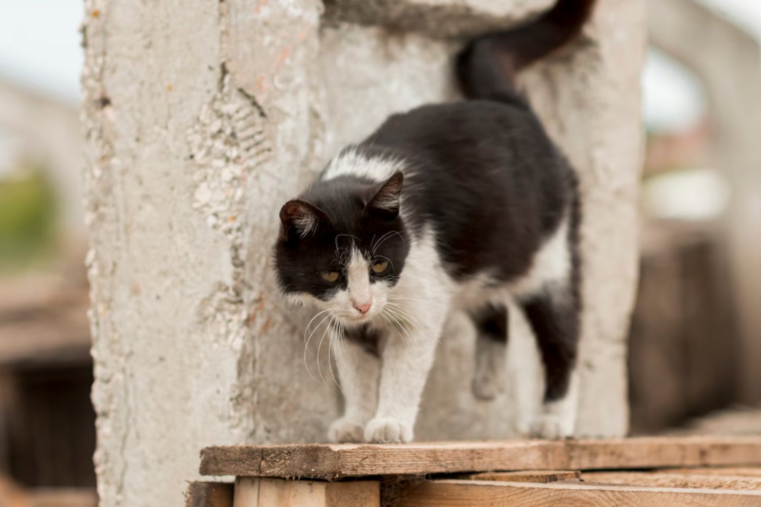 Las señales que revelan que tu gato está envejeciendo, según los veterinarios