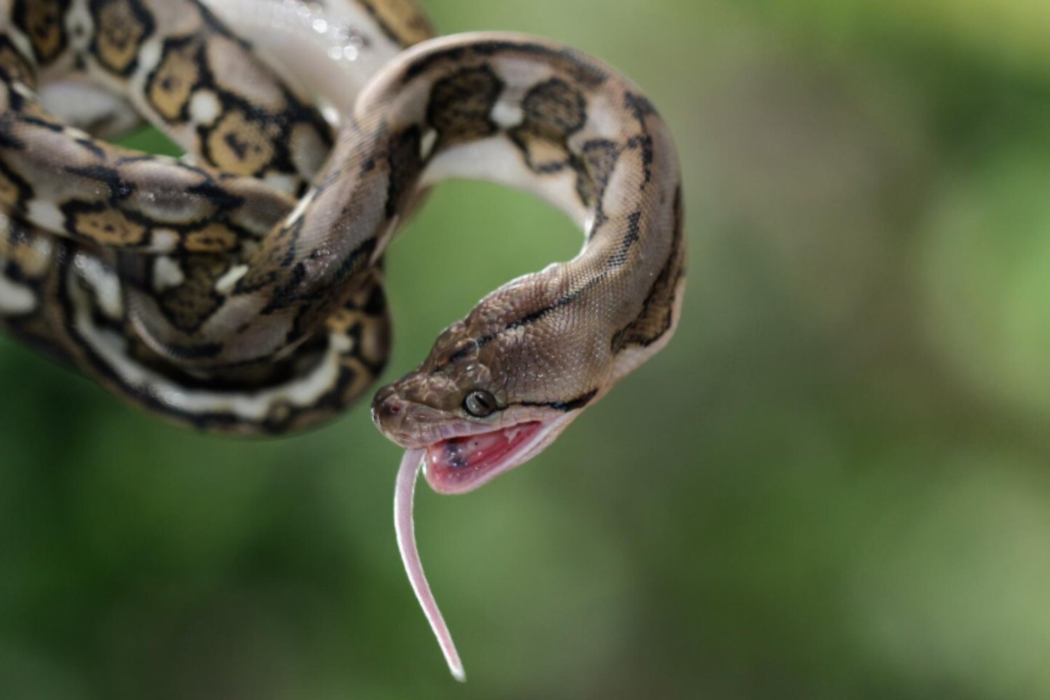 El asombroso secreto de las serpientes que podría curar la gota