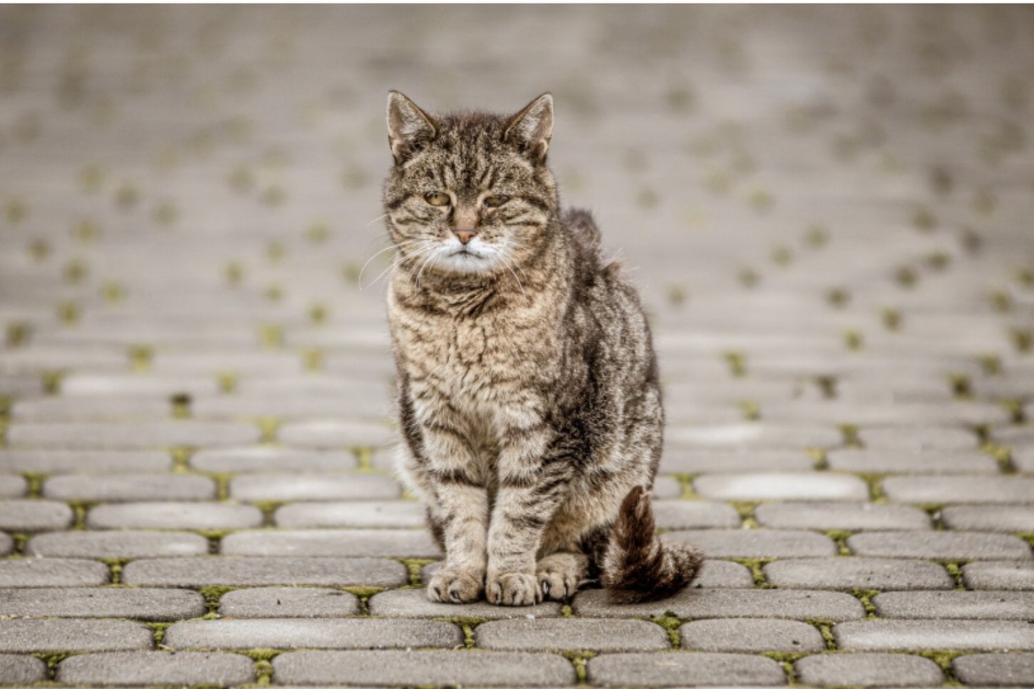 Las señales que revelan que tu gato está envejeciendo, según los veterinarios