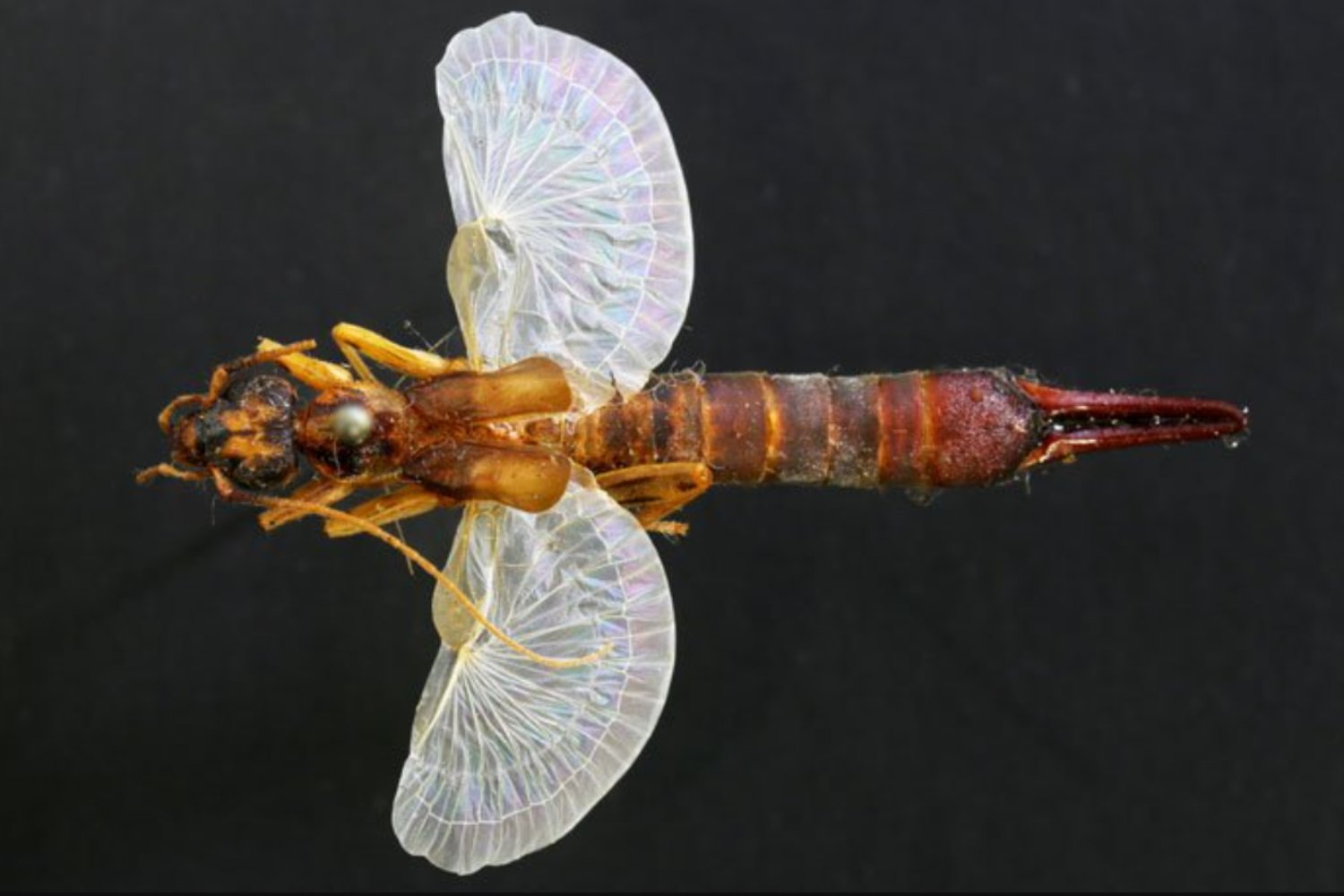 El origami secreto de la naturaleza: cómo los pliegues invisibles de insectos y microbios están inspirando la próxima revolución tecnológica