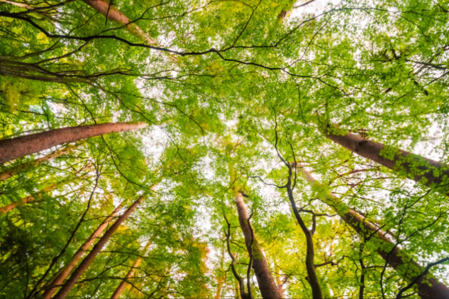 El origami secreto de la naturaleza: cómo los pliegues invisibles de insectos y microbios están inspirando la próxima revolución tecnológica