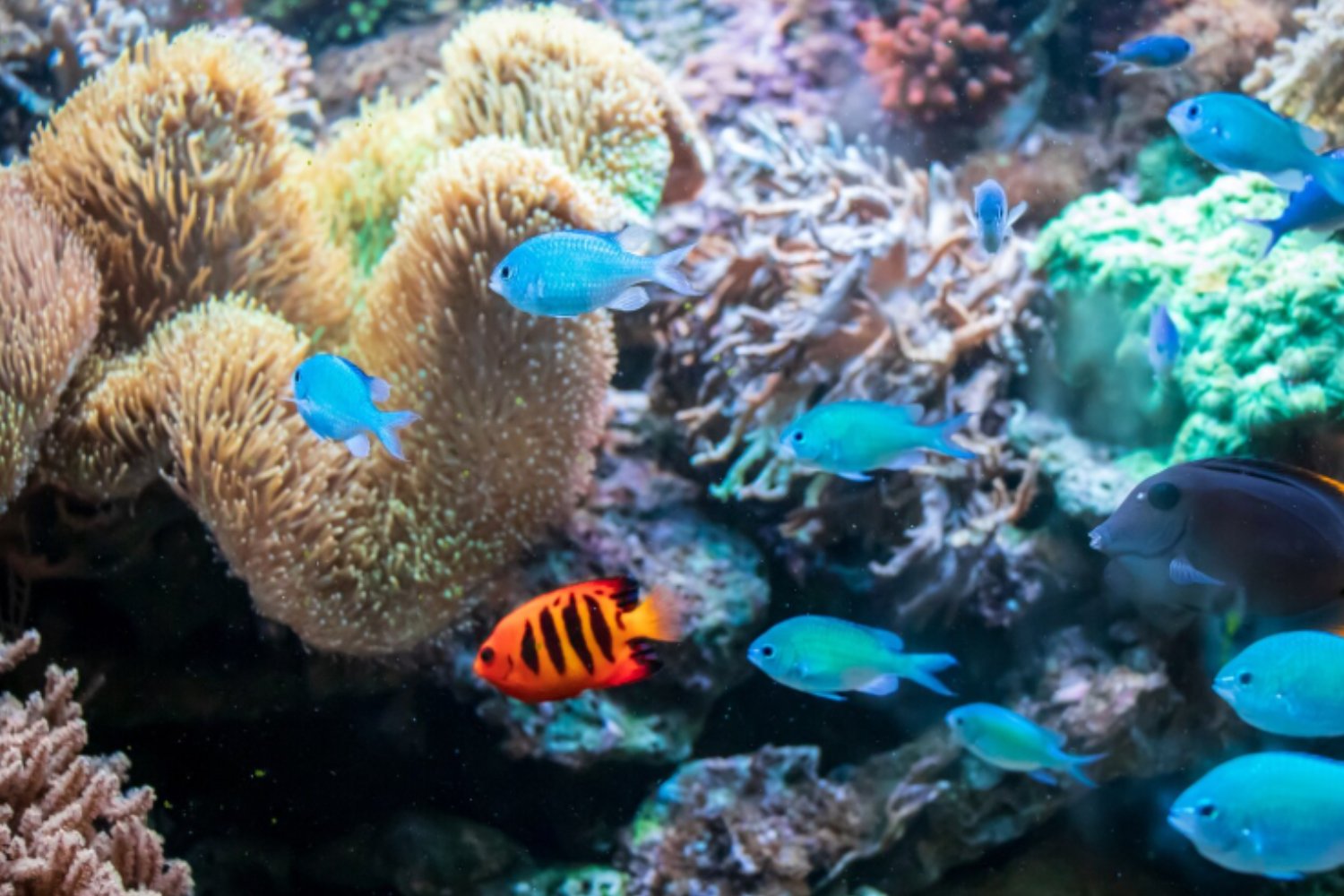 La Tierra cruza su primer punto de inflexión climático: los arrecifes de coral ya no podrán recuperarse