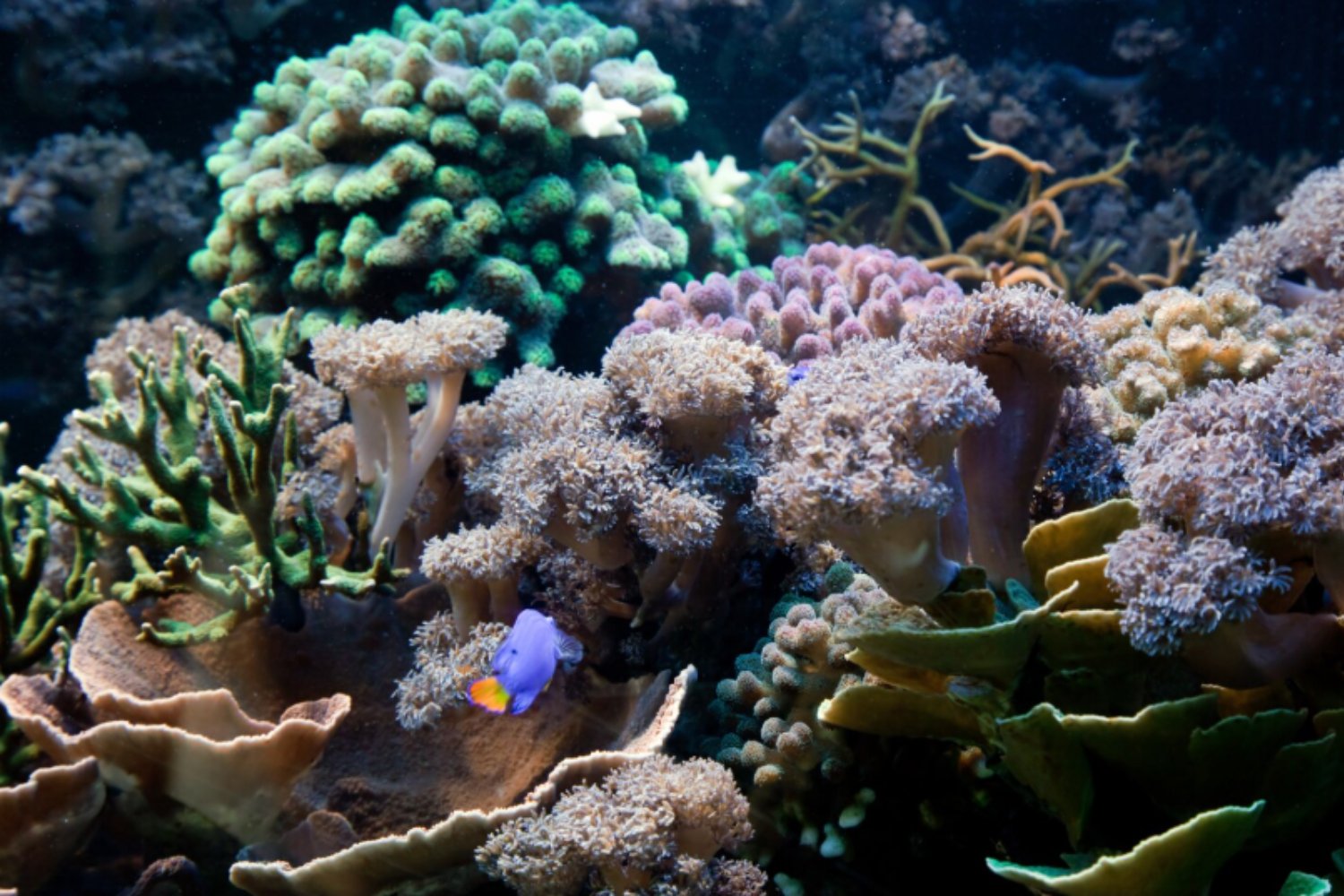 La Tierra cruza su primer punto de inflexión climático: los arrecifes de coral ya no podrán recuperarse