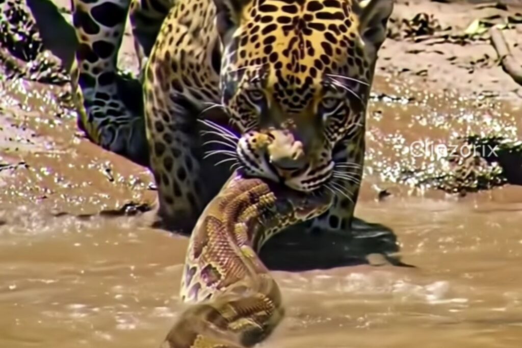 Un encuentro salvaje en el corazón del Pantanal: el día en que un gran felino desafió a un depredador inesperado