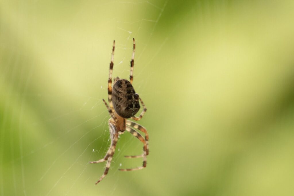 Fuerza o astucia: el arácnido amazónico que sorprende con dos tipos de machos