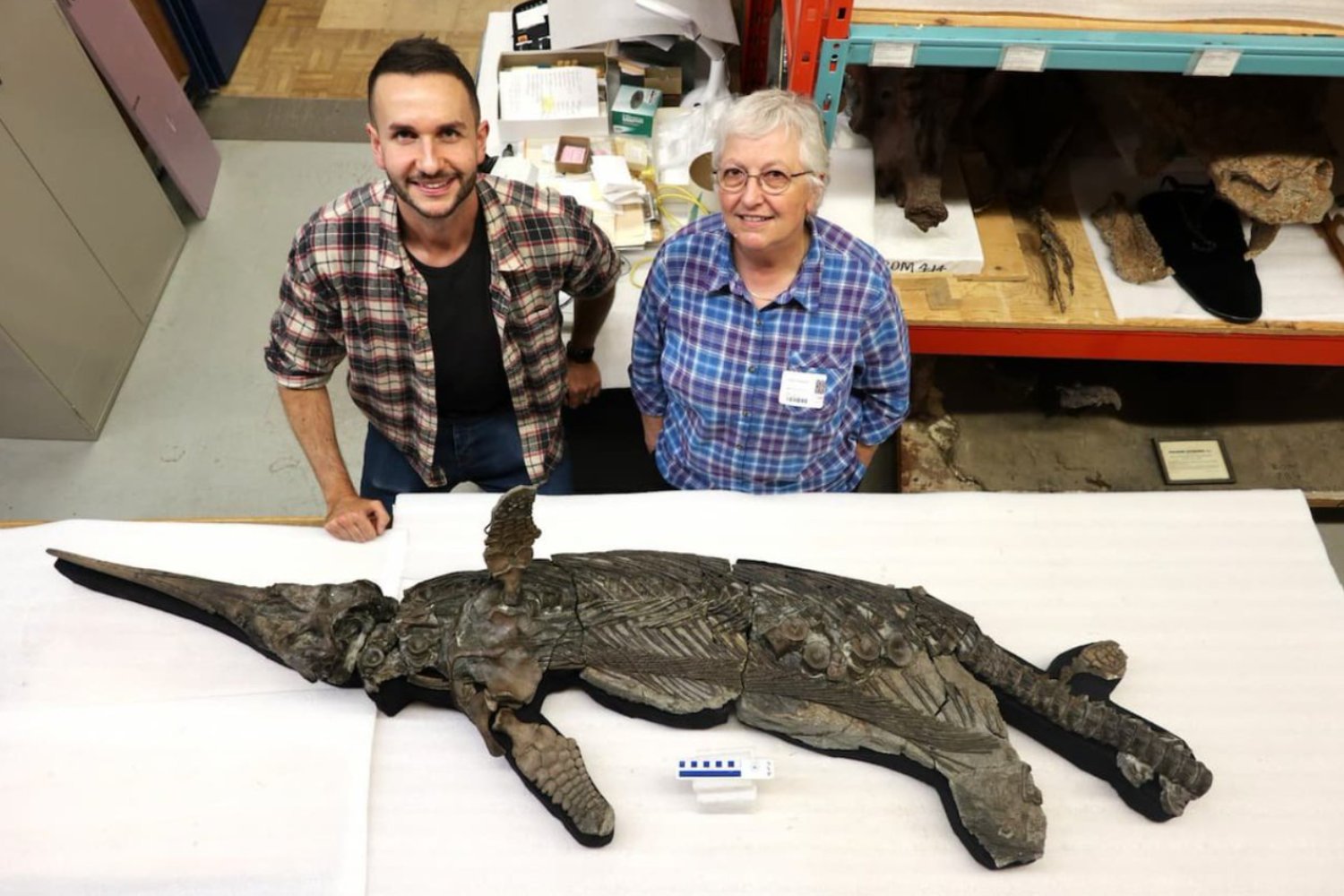 “Dragón de la Espada de Dorset”: el fósil que reescribe la historia evolutiva de los reptiles marinos